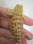 Agama vousatá