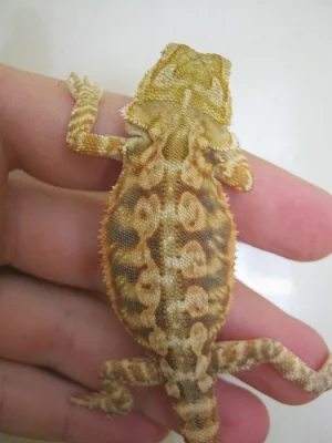Agama vousatá