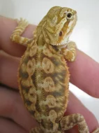 Agama vousatá