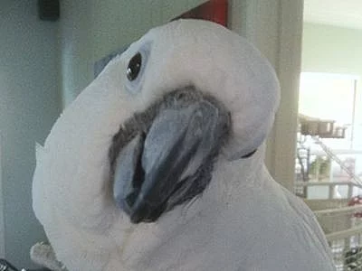 Kakadu papoušci ,