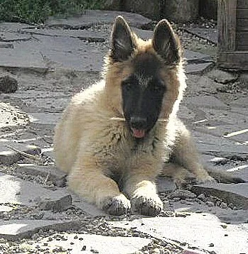 Belgický ovčák tervueren