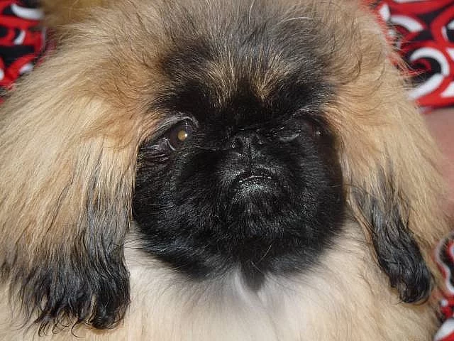 Pekinéz