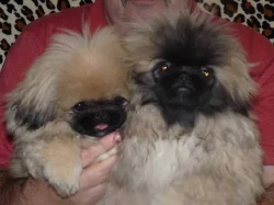Pekinéz