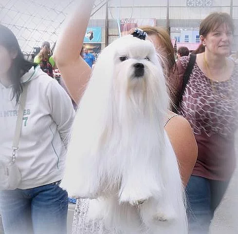 Maltézáček (Maltézský psík)-luxusní štěňátka s PP