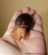 Achatina Immaculata, Iredalei