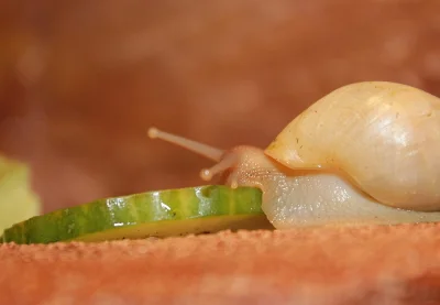 Achatina Immaculata, Iredalei