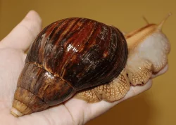 Achatina Immaculata, Iredalei