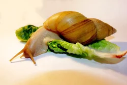 Achatina Immaculata, Iredalei