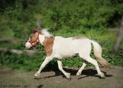 Mini horse / mini appaloosa / 87,8% AMH