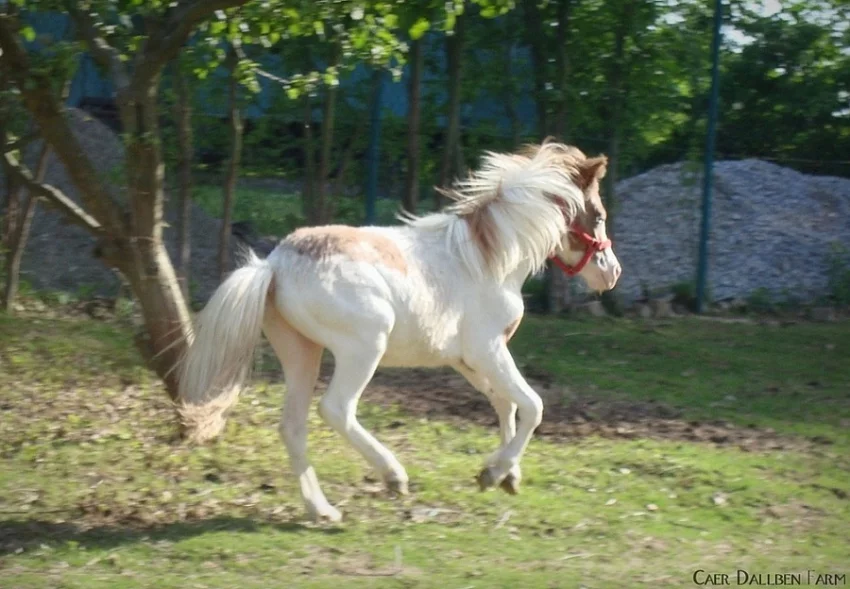 Mini horse / mini appaloosa / 87,8% AMH