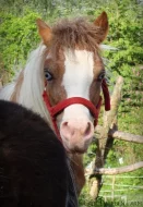 Mini horse / mini appaloosa / 87,8% AMH