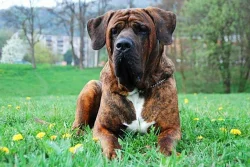 Tosa Inu - rezervace štěňat z TOP spojení