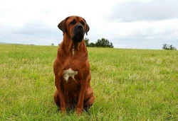 Tosa Inu - rezervace štěňat z TOP spojení