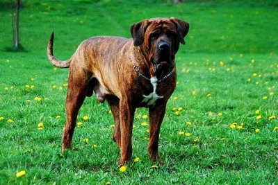 Tosa Inu - rezervace štěňat z TOP spojení