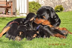 Nabízím štěňátka Rottweilerů, pouze fenečky