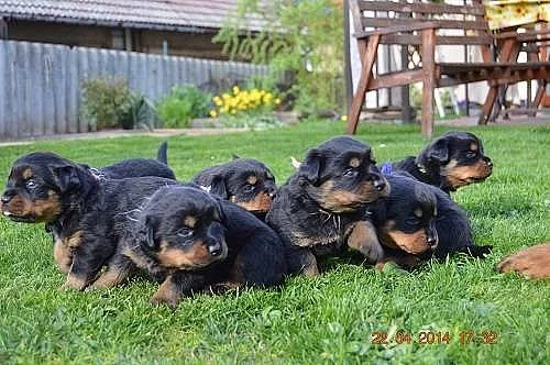Nabízím štěňátka Rottweilerů, pouze fenečky