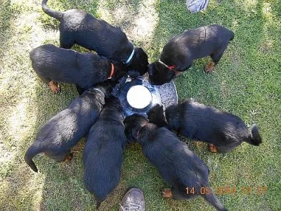 Nabízím štěňátka Rottweilerů, pouze fenečky