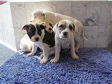 americký buldog