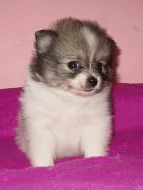 Německý špic štěnata