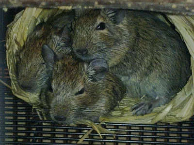 osmak degu