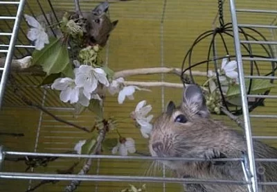 Mláďata Osmáka Degu