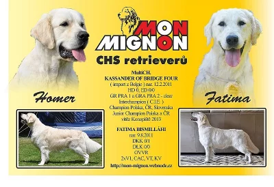 Golden Retriever s PP – očekáváme štěňátka