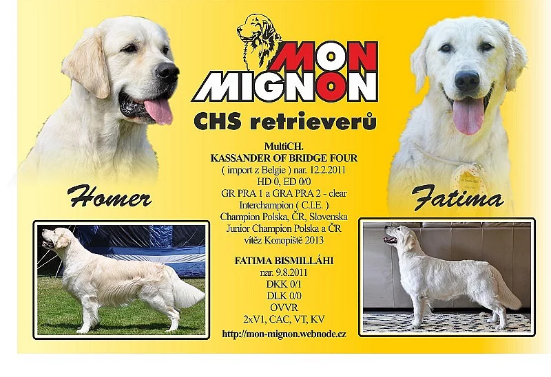 Golden Retriever s PP – očekáváme štěňátka
