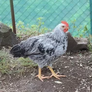 Nabízím kohoutky vlašky stříbrné