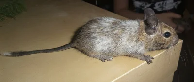Osmák degu strakatý