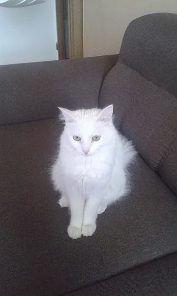 Daruji kočku