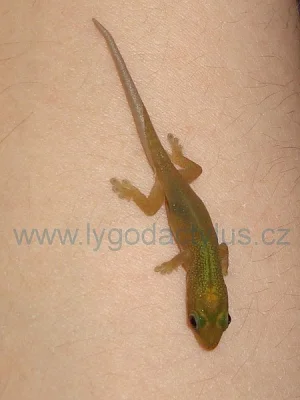 Phelsuma pasteuri