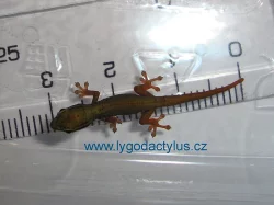 Phelsuma pasteuri