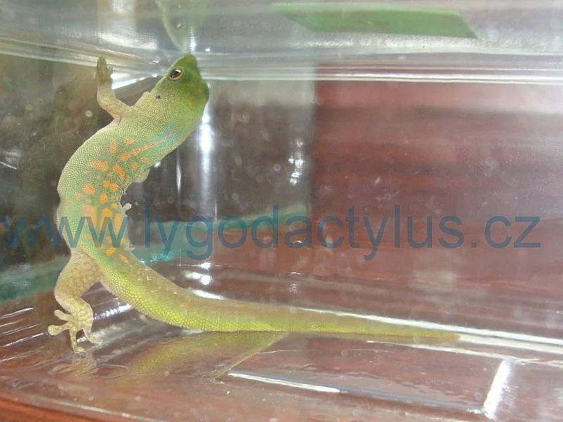 Phelsuma pasteuri