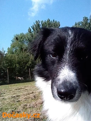 Jessie