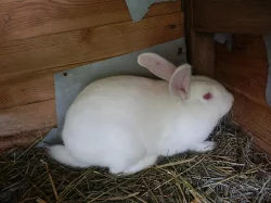 Prodám králíka - samce