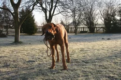Darujeme do dobrých rukou Rh. Ridgebacka