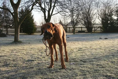Darujeme do dobrých rukou Rh. Ridgebacka