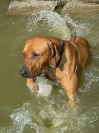 Darujeme do dobrých rukou Rh. Ridgebacka