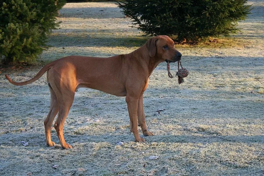 Darujeme do dobrých rukou Rh. Ridgebacka
