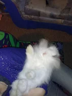 Prodám králíka Teddy