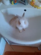 Prodám králíka Teddy