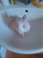 Prodám králíka Teddy