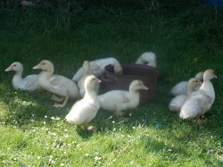 Kachňata Čínky -čtřtýdení s kachnou + krmivo
