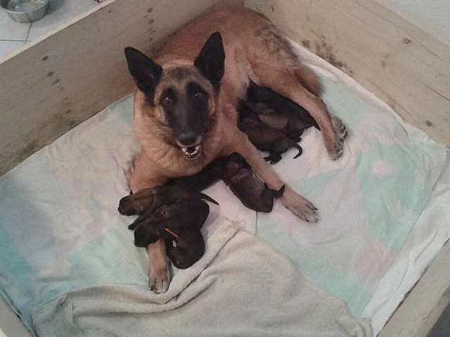 Belgický ovčák malinois - štěňata s PP