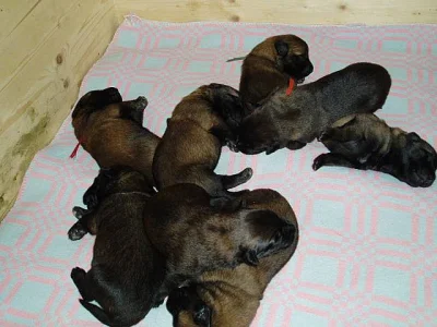 Belgický ovčák malinois - štěňata s PP