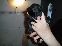 Belgický ovčák malinois - štěňata s PP