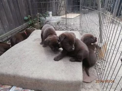 Labradorský retriever s PP čokoládová barva