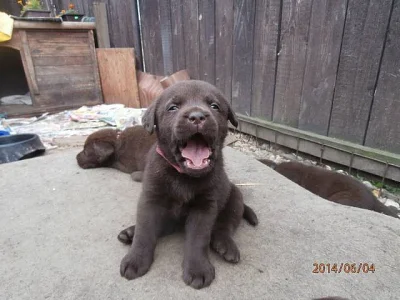 Labradorský retriever s PP čokoládová barva
