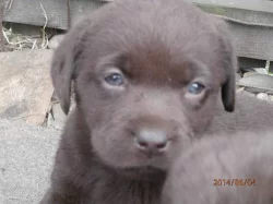 Labradorský retriever s PP čokoládová barva