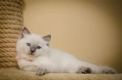 Koťatka Ragdoll s PP